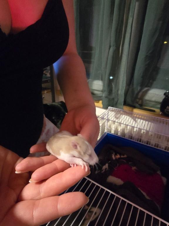 Süße kleine Rattenbabys in Olten - Bild 5