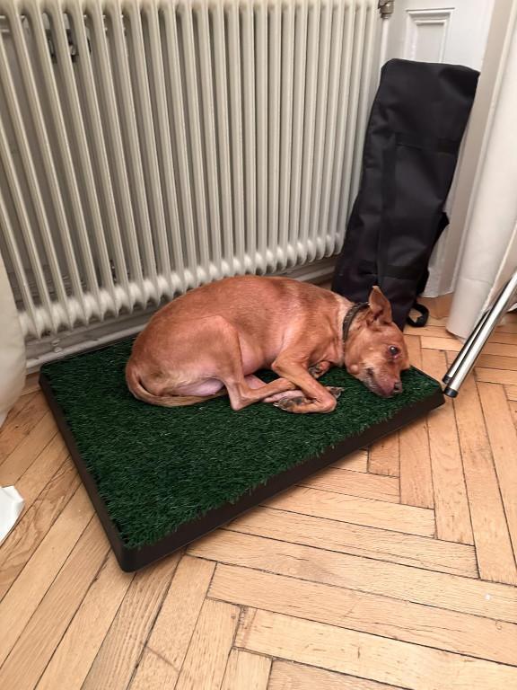 Hundeklo Welpenwc mit Kunstrasen Zuhause hygienisch praktisch in Brig - Bild 2
