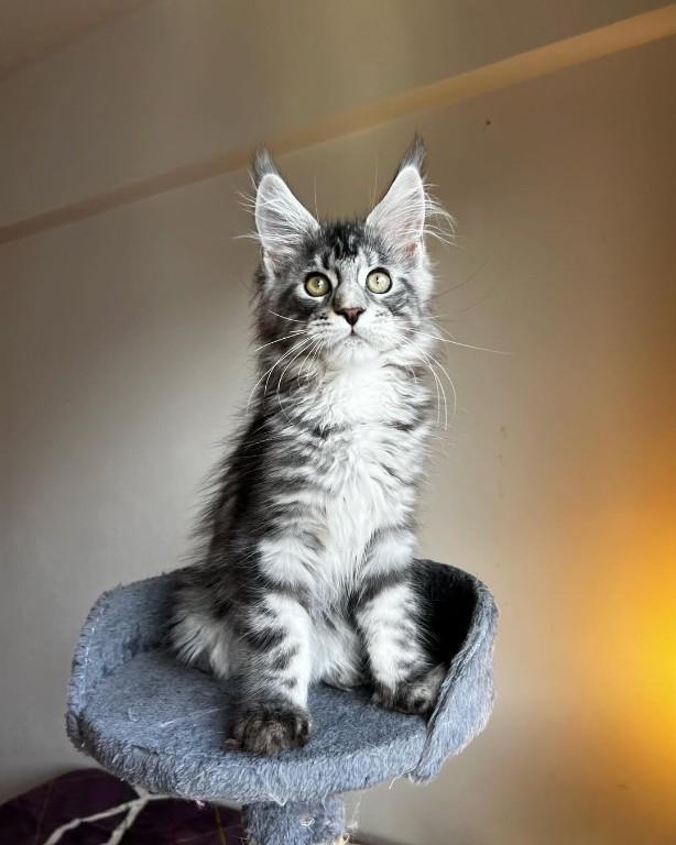 Maine-Coon-Kätzchen suchen ein neues Zuhause. in Embrach - Bild 2