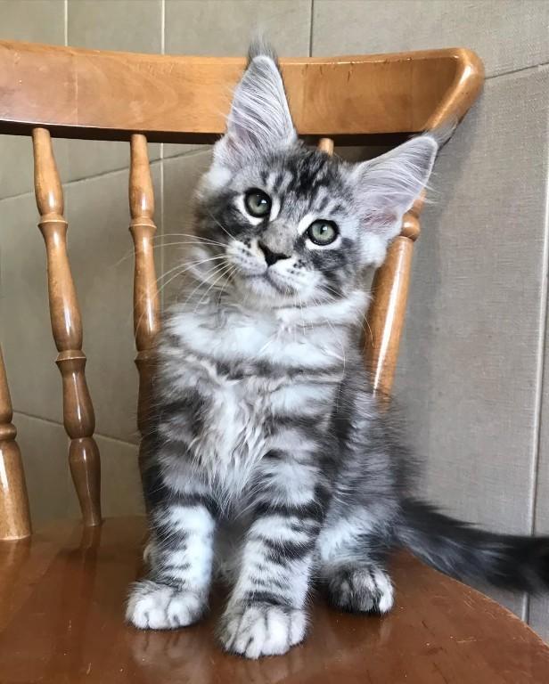 Maine-Coon-Kätzchen suchen ein neues Zuhause. in Embrach - Bild 1