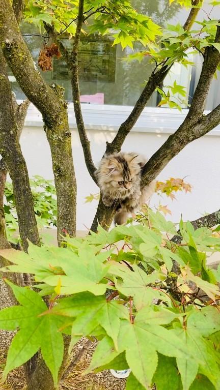 Katzen exklusiver Ferienplatz in Flawil - Bild 2