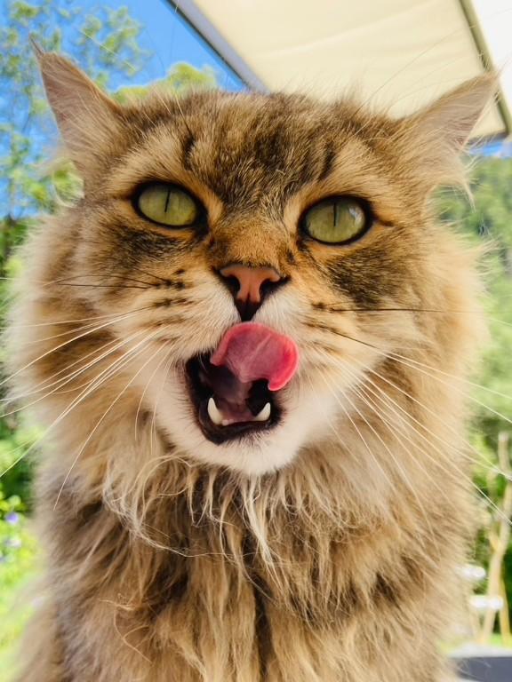 Katzen exklusiver Ferienplatz in Flawil - Bild 3