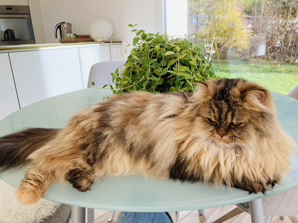 Katzen exklusiver Ferienplatz in Flawil - Bild 4