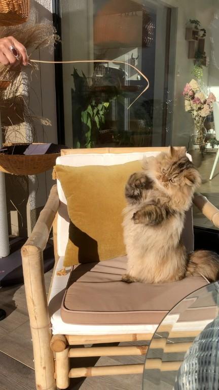 Katzen exklusiver Ferienplatz in Flawil - Bild 7