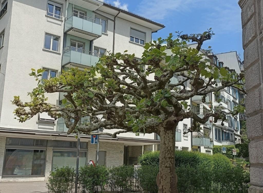 Fachkundige Gartenpflege Gärtnerin mit Profi-Erfahrung aus Fachb in Opfikon - Bild 1