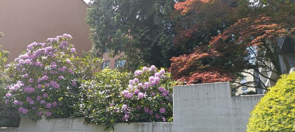 Fachkundige Gartenpflege Gärtnerin mit Profi-Erfahrung aus Fachb in Opfikon - Bild 3