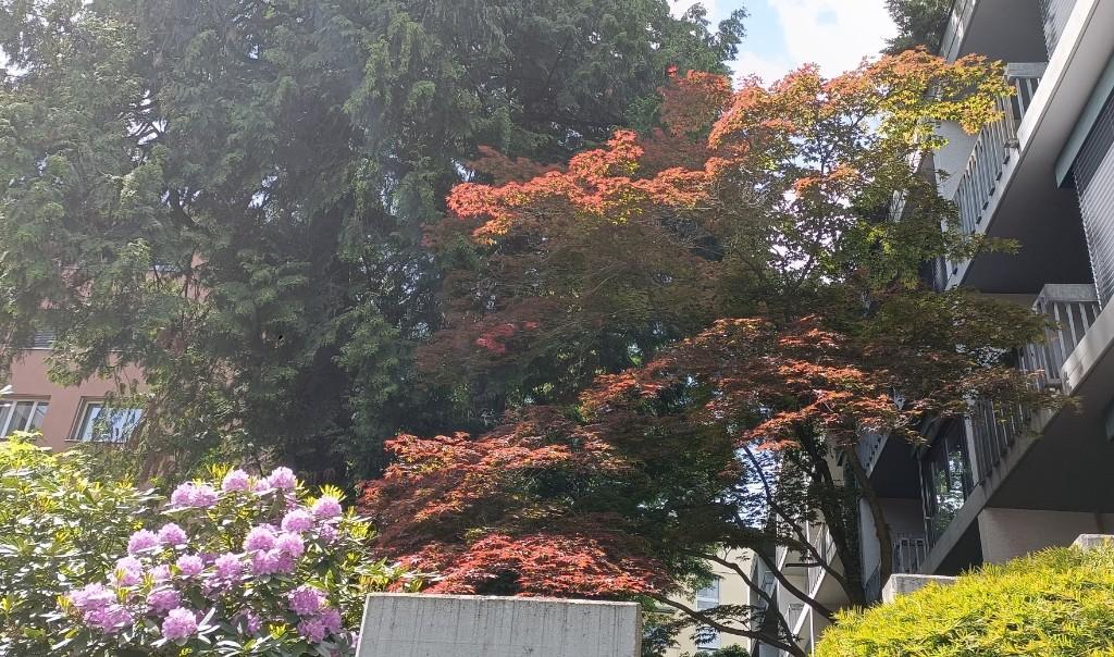 Fachkundige Gartenpflege Gärtnerin mit Profi-Erfahrung aus Fachb in Opfikon - Bild 4