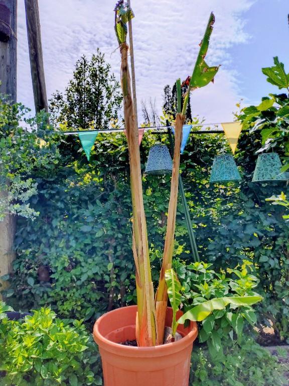 Region Freiland Bananenpflanzen (Musa Basjoo) in Lenzburg - Bild 1