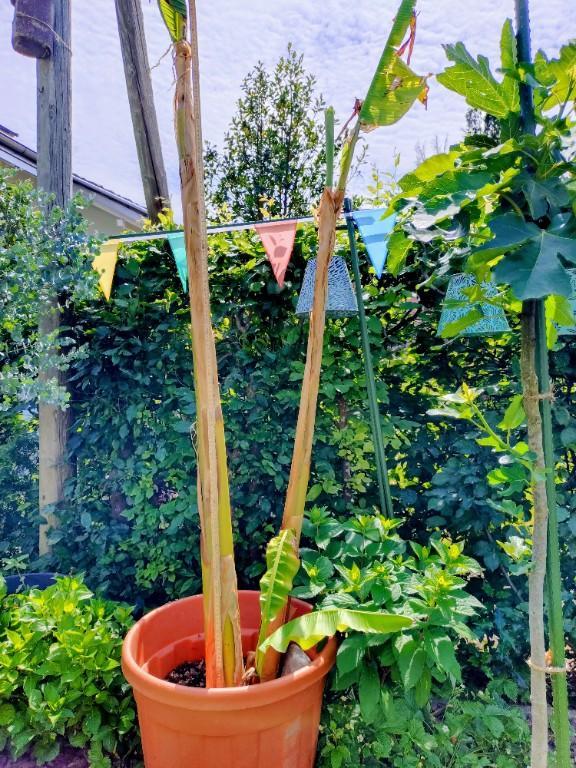 Region Freiland Bananenpflanzen (Musa Basjoo) in Lenzburg - Bild 2