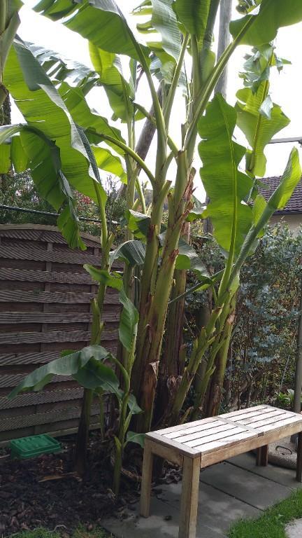 Region Freiland Bananenpflanzen (Musa Basjoo) in Lenzburg - Bild 3