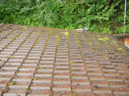 Dach .Terrassen .Fassadenreinigung Von Moss in Dietikon - Bild 3