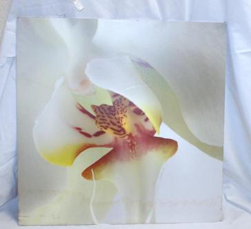 Dekoratives Wandbild Blüte 51 x 51 cm neuwertig in Lenzburg - Bild 1