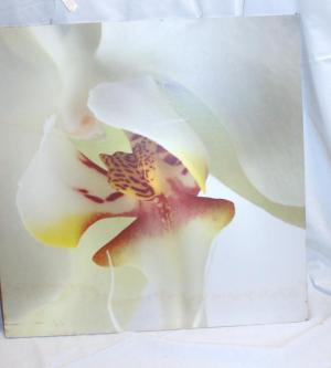 Dekoratives Wandbild Blüte 51 x 51 cm neuwertig in Lenzburg - Bild 2