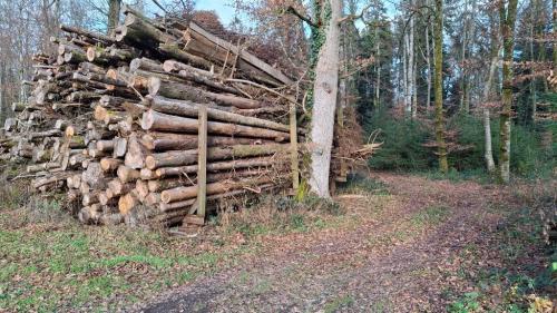 Geschenk zu Pfingstmontag in Burgdorf - Bild 5