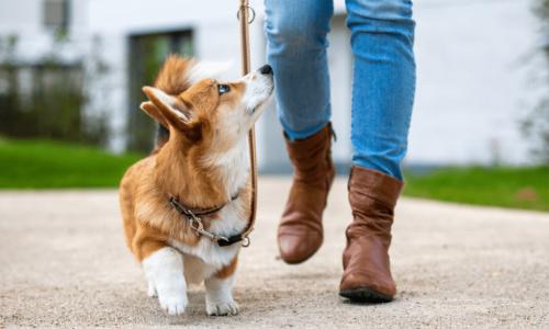 Hunde Spazieren & Home Sitting in Wangen - Bild 1