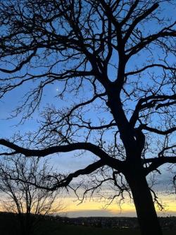Ich sauge dich aus zeig mir deinen harten Prügel in Oberwil - Bild 1