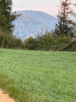 Liebhaberin gesucht für gelegentliche sex Abenteurer mit dem in Liestal - Bild 3