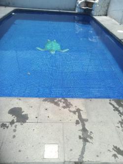 Pool maintenance Cuauhtémoc, Col Cuauhtémoc63837130449281121