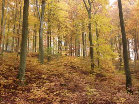 Online Anweisungen gesucht in Baden - Bild 1