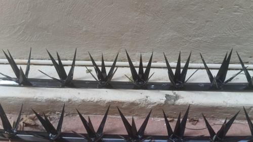 Agave-Type Perimeter Security Spikes.65564458032257124