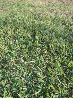 Pasto frente de toro para campos deportivos