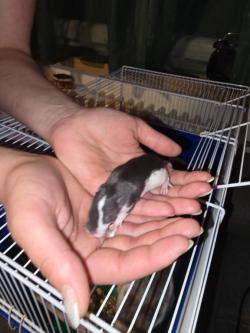 Süße kleine Rattenbabys in Olten - Bild 2