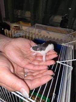 Süße kleine Rattenbabys in Olten - Bild 3