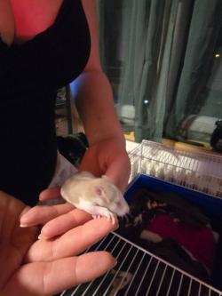 Süße kleine Rattenbabys in Olten - Bild 5