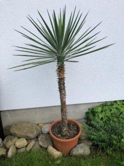 Yucca aloifolia Winterharte und Pflegeleichte schöne Palme in Kriens - Bild 1