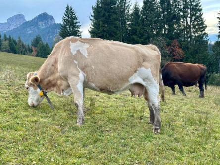 Zuverlässige Hilfe für Haus und Hof in Belp - Bild 1